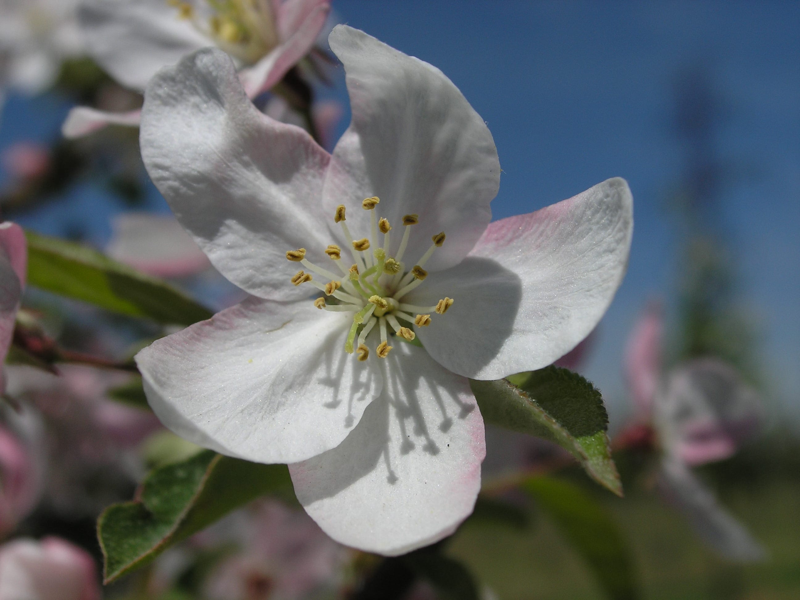 Malus ‘Harvest Gold’